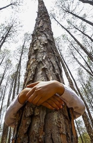 treehug